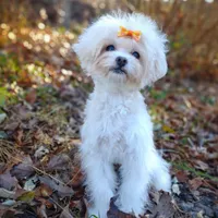 Korean Taiyang, a male Maltipoo for sale in Barren Springs, VA – Photo 2 of 10