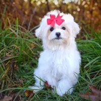 Korean Taiyang, a male Maltipoo for sale in Barren Springs, VA – Photo 5 of 10