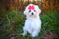 Korean Taiyang, a male Maltipoo for sale in Barren Springs, VA – Photo 5 of 10
