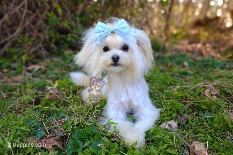 Korean Taiyang – Maltipoo puppy for sale in Barren Springs, VA