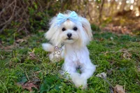 Korean Taiyang, a male Maltipoo for sale in Barren Springs, VA – 1 of 9