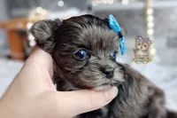 Rare Korean Merle Maui , a male Morkie for sale in Barren Springs, VA – 2 of 9