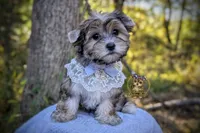 Thistle, a male Morkie for sale in Barren Springs, VA – 3 of 4