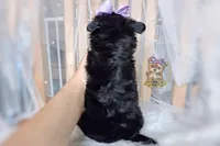 Rare Korean Moana , a female Morkie for sale in Barren Springs, VA – 7 of 10