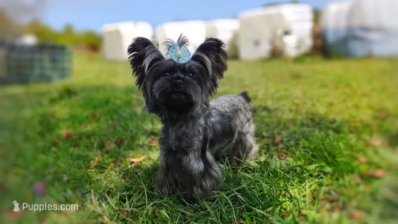 Rare Russian Silver Mithril  – Yorkshire Terrier puppy for sale in Barren Springs, VA