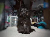 Naturally-Reared Havamalt, a  Havamalt for sale in Barren Springs, VA – Photo 5 of 10