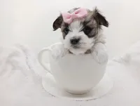 Naturally-Reared Havamalt, a  Havamalt for sale in Barren Springs, VA – Photo 4 of 10