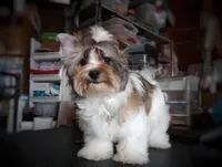 Naturally-Reared Havamalt, a  Havamalt for sale in Barren Springs, VA – Photo 6 of 10