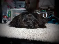 Naturally-Reared Havamalt, a  Havamalt for sale in Barren Springs, VA – Photo 7 of 10