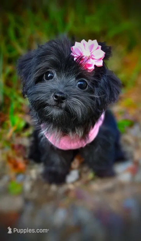 Naturally-Reared Havamalt