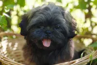 Ewok Holistically-Reared, a male Shih Tzu for sale in Barren Springs, VA – Photo 9 of 10