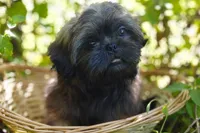 Ewok Holistically-Reared, a male Shih Tzu for sale in Barren Springs, VA – Photo 6 of 10