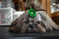 Ewok Holistically-Reared, a male Shih Tzu for sale in Barren Springs, VA – Photo 4 of 10