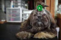 Ewok Holistically-Reared, a male Shih Tzu for sale in Barren Springs, VA – Photo 2 of 10