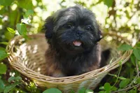 Ewok Holistically-Reared, a male Shih Tzu for sale in Barren Springs, VA – Photo 8 of 10