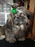 Ewok Holistically-Reared, a male Shih Tzu for sale in Barren Springs, VA – Photo 3 of 10
