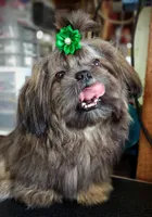 Ewok Holistically-Reared, a male Shih Tzu for sale in Barren Springs, VA – Photo 5 of 10