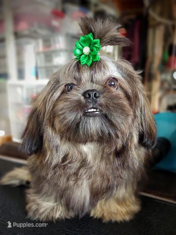 Ewok Holistically-Reared