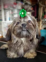 Ewok Holistically-Reared, a male Shih Tzu for sale in Barren Springs, VA – Photo 1 of 10