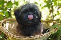 Ewok Holistically-Reared, a male Shih Tzu for sale in Barren Springs, VA – Photo 7 of 10