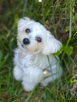 Naturally-Reared Maltipoo, a  Maltipoo for sale in Barren Springs, VA – Photo 3 of 10