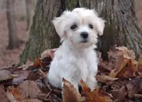 Naturally-Reared Maltipoo, a  Maltipoo for sale in Barren Springs, VA – Photo 5 of 10