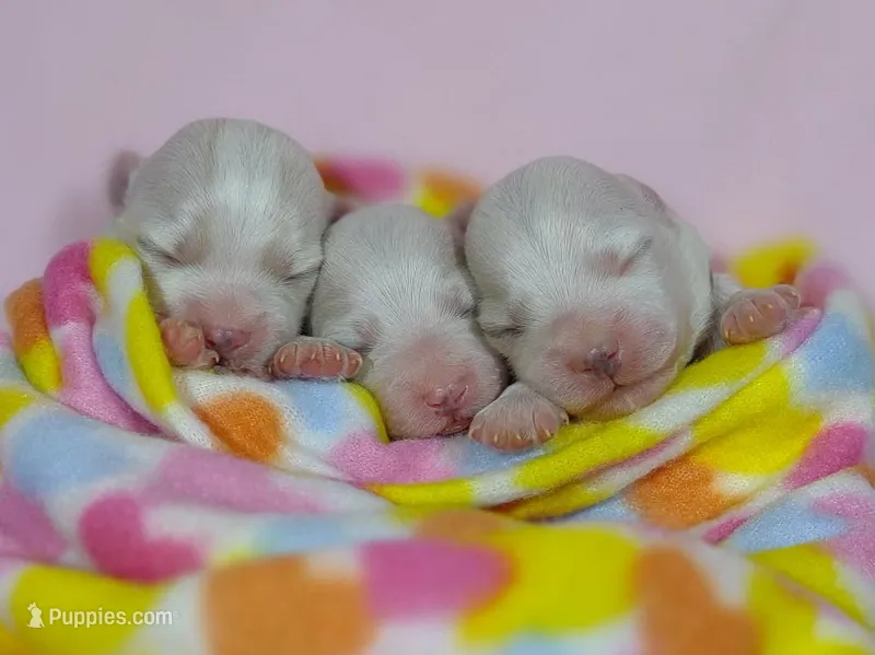 Naturally-Reared Maltipoo