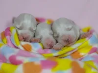 Naturally-Reared Maltipoo, a  Maltipoo for sale in Barren Springs, VA – Photo 1 of 10