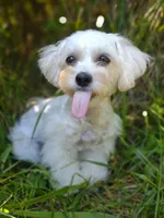 Naturally-Reared Maltipoo, a  Maltipoo for sale in Barren Springs, VA – Photo 10 of 10