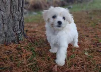 Naturally-Reared Maltipoo, a  Maltipoo for sale in Barren Springs, VA – Photo 4 of 10