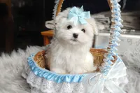 Korean Polar, a male Maltese for sale in Barren Springs, VA – Photo 2 of 10