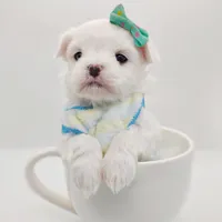 Korean Polar, a male Maltese for sale in Barren Springs, VA – Photo 5 of 10