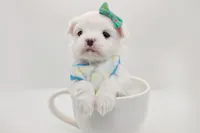 processed/ce93e615-3ec4-4344-925d-ac5904a53b86/listing/b25a658c-b028-43e9-a47a-f2d730595bdd/60693c36-1e68-4645-9b58-dc8458cd743d