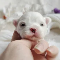 Korean Polar, a male Maltese for sale in Barren Springs, VA – Photo 9 of 10