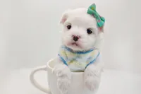 processed/ce93e615-3ec4-4344-925d-ac5904a53b86/listing/b25a658c-b028-43e9-a47a-f2d730595bdd/86bd5f3e-0913-4467-a0b0-d4b8f4423222