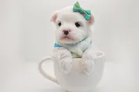 processed/ce93e615-3ec4-4344-925d-ac5904a53b86/listing/b25a658c-b028-43e9-a47a-f2d730595bdd/9a2db4a0-2995-471a-8428-e0bdb14f0975