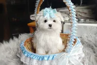 Korean Polar, a male Maltese for sale in Barren Springs, VA – Photo 4 of 10