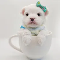 Korean Polar, a male Maltese for sale in Barren Springs, VA – Photo 6 of 10