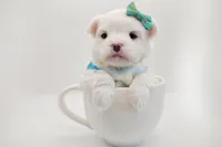 processed/ce93e615-3ec4-4344-925d-ac5904a53b86/listing/b25a658c-b028-43e9-a47a-f2d730595bdd/e0c8b4d5-14e0-4b72-a365-c406f0187b38