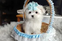 Korean Polar, a male Maltese for sale in Barren Springs, VA – Photo 1 of 10