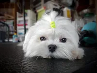 Rare Exotic Korean Morkies, a  Morkie for sale in Barren Springs, VA – Photo 9 of 10