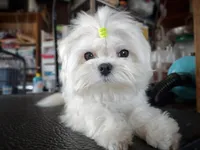 Rare Exotic Korean Morkies, a  Morkie for sale in Barren Springs, VA – Photo 3 of 10