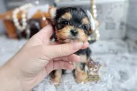 Korean Tala , a female Morkie for sale in Barren Springs, VA – 4 of 5