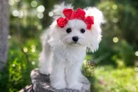 Korean Teddybear Snowball, a male Maltese for sale in Barren Springs, VA – 3 of 9