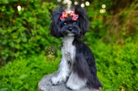 Korean Elio, a male Maltipoo for sale in Barren Springs, VA – 2 of 10
