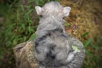 Rare Merle Beacon, a male Morkie for sale in Barren Springs, VA – 4 of 4