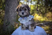Thistle, a male Morkie for sale in Barren Springs, VA – 4 of 4