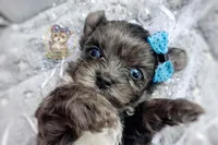Rare Korean Merle Maui , a male Morkie for sale in Barren Springs, VA – 7 of 9