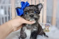Rare Korean Merle Maui , a male Morkie for sale in Barren Springs, VA – 5 of 10