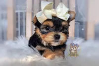Korean Tala , a female Morkie for sale in Barren Springs, VA – 2 of 9